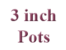 3 inch Pots